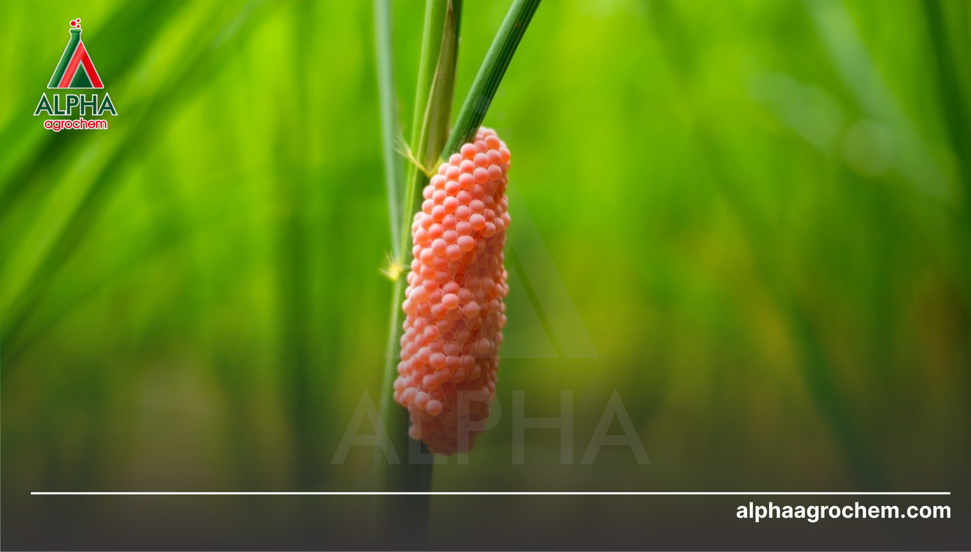 Câu hỏi thường gặp (FAQ)