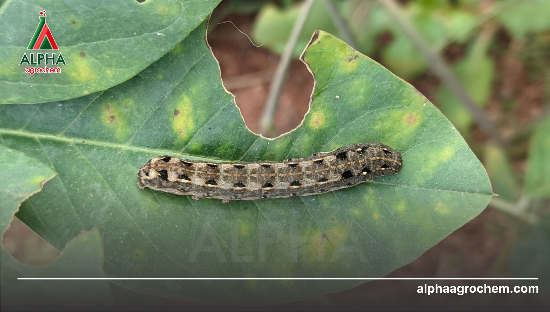 Câu hỏi thường gặp