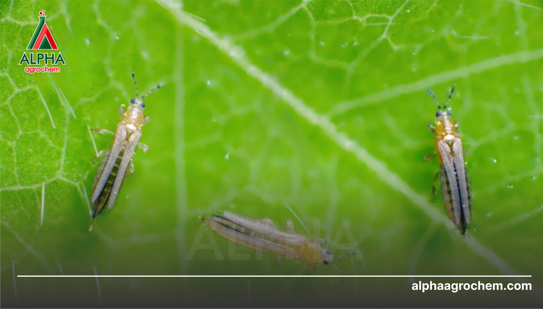 Câu hỏi thường gặp về Bifenthrin