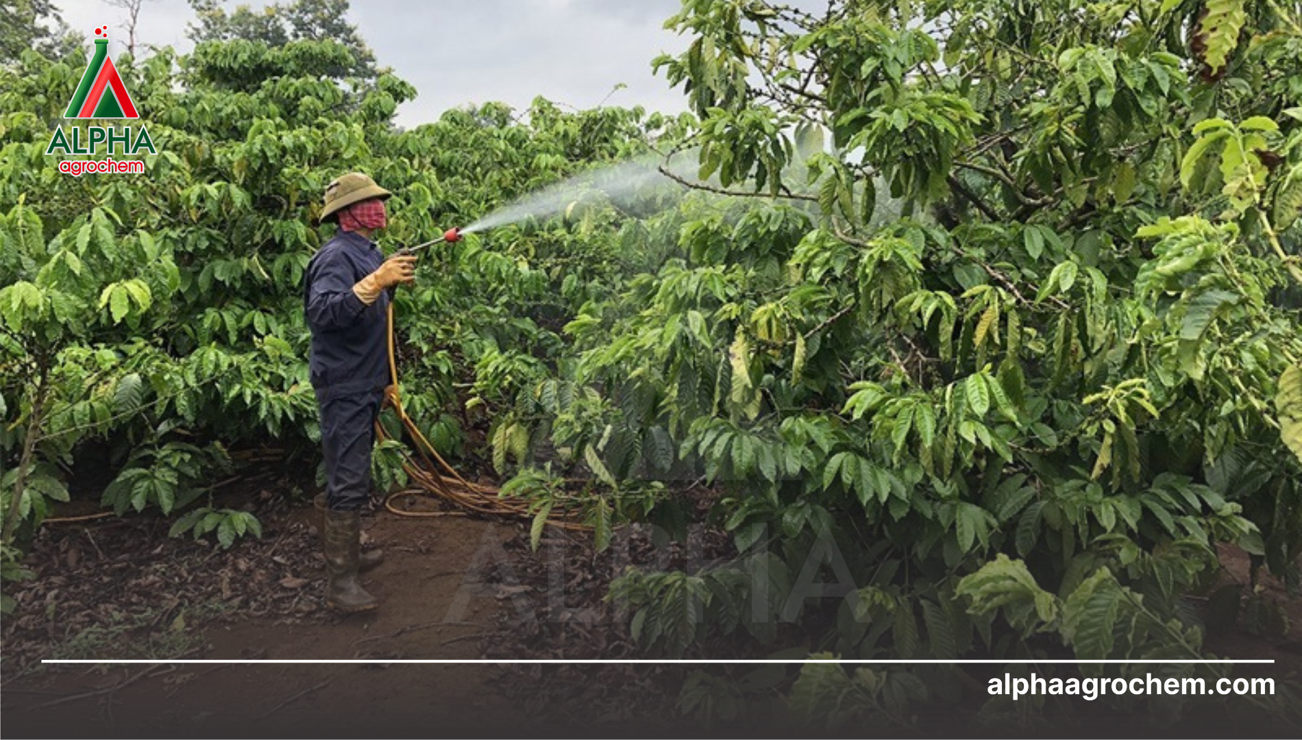 Câu hỏi thường gặp