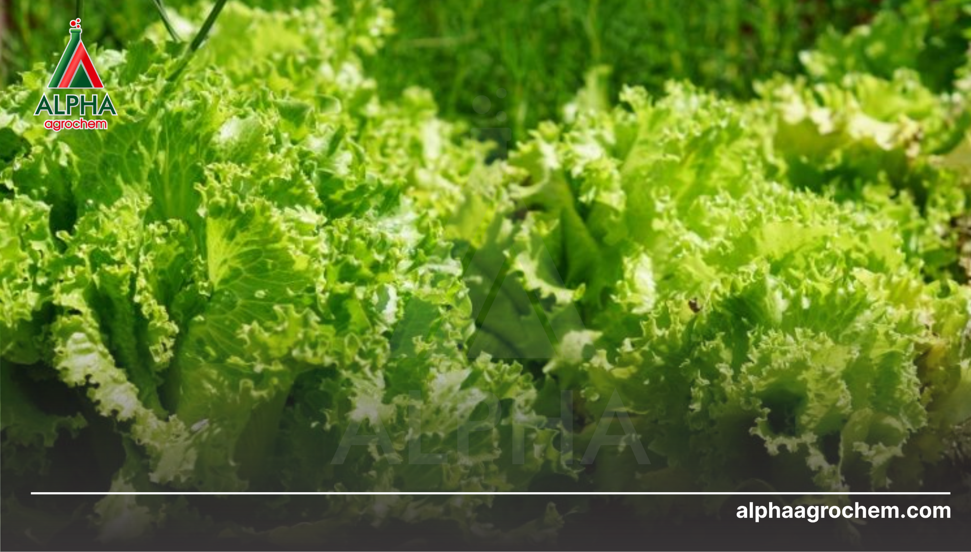 Câu hỏi thường gặp 