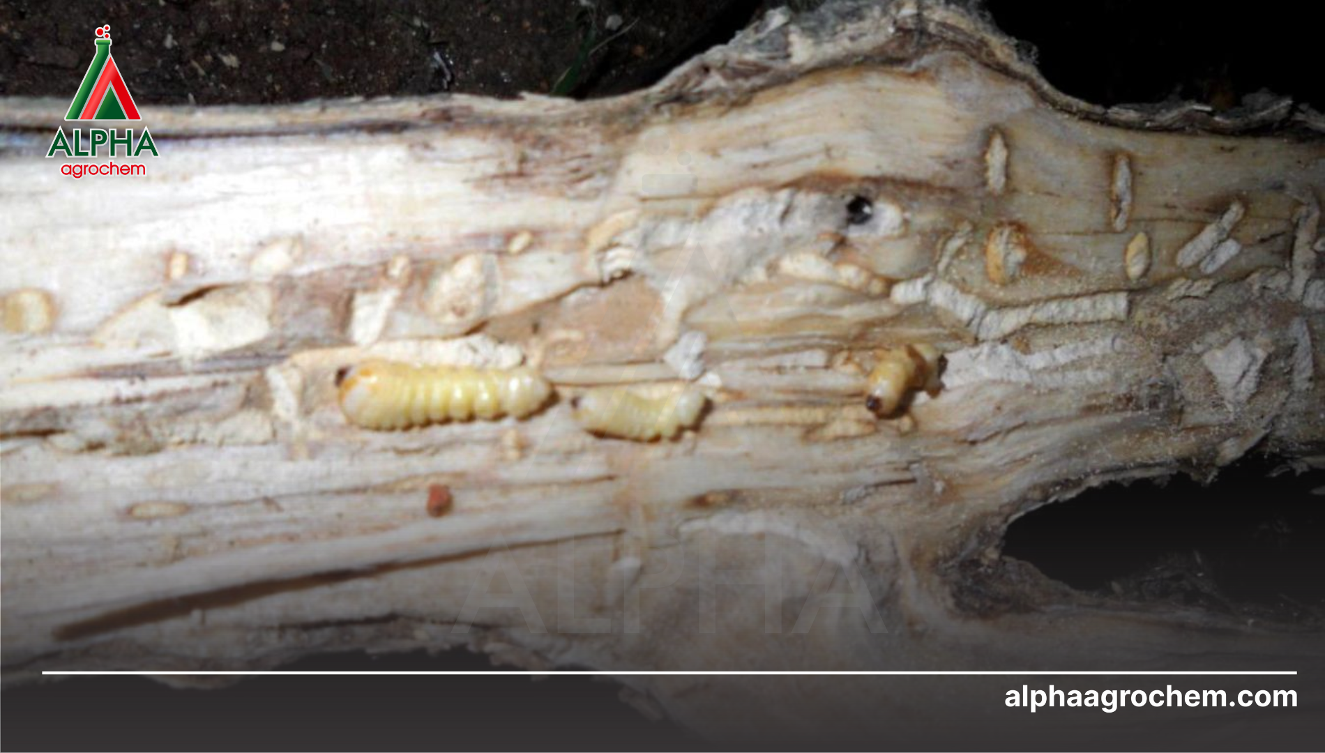 Câu hỏi thường gặp