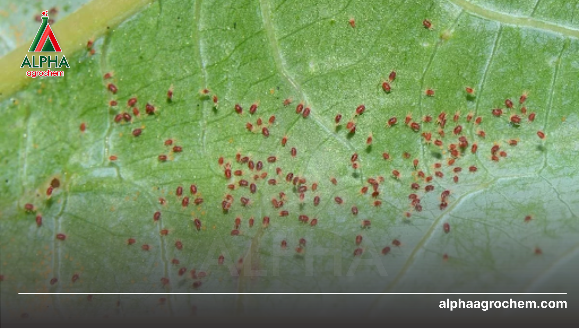 Câu hỏi thường gặp 