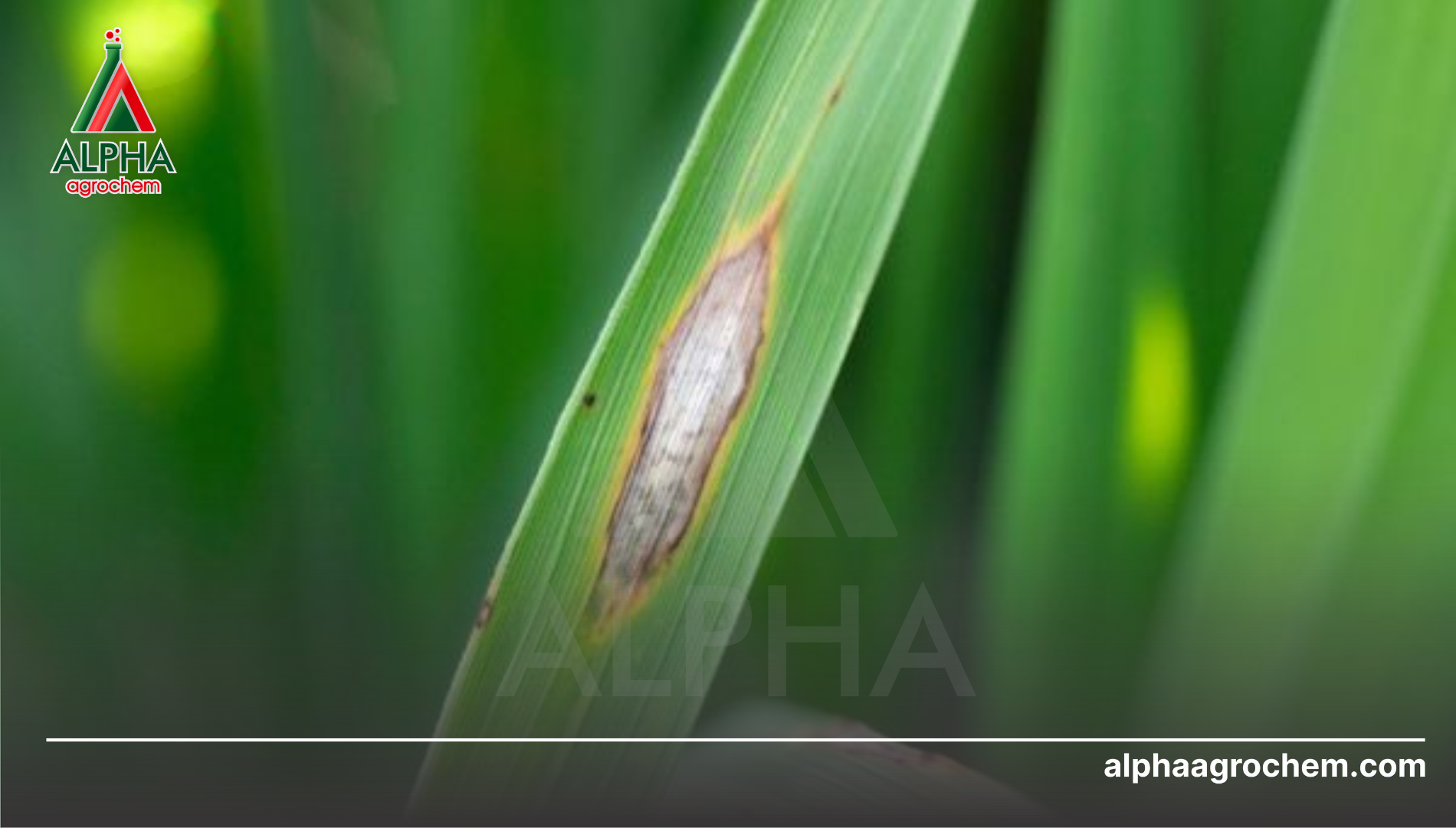 Câu hỏi thường gặp 