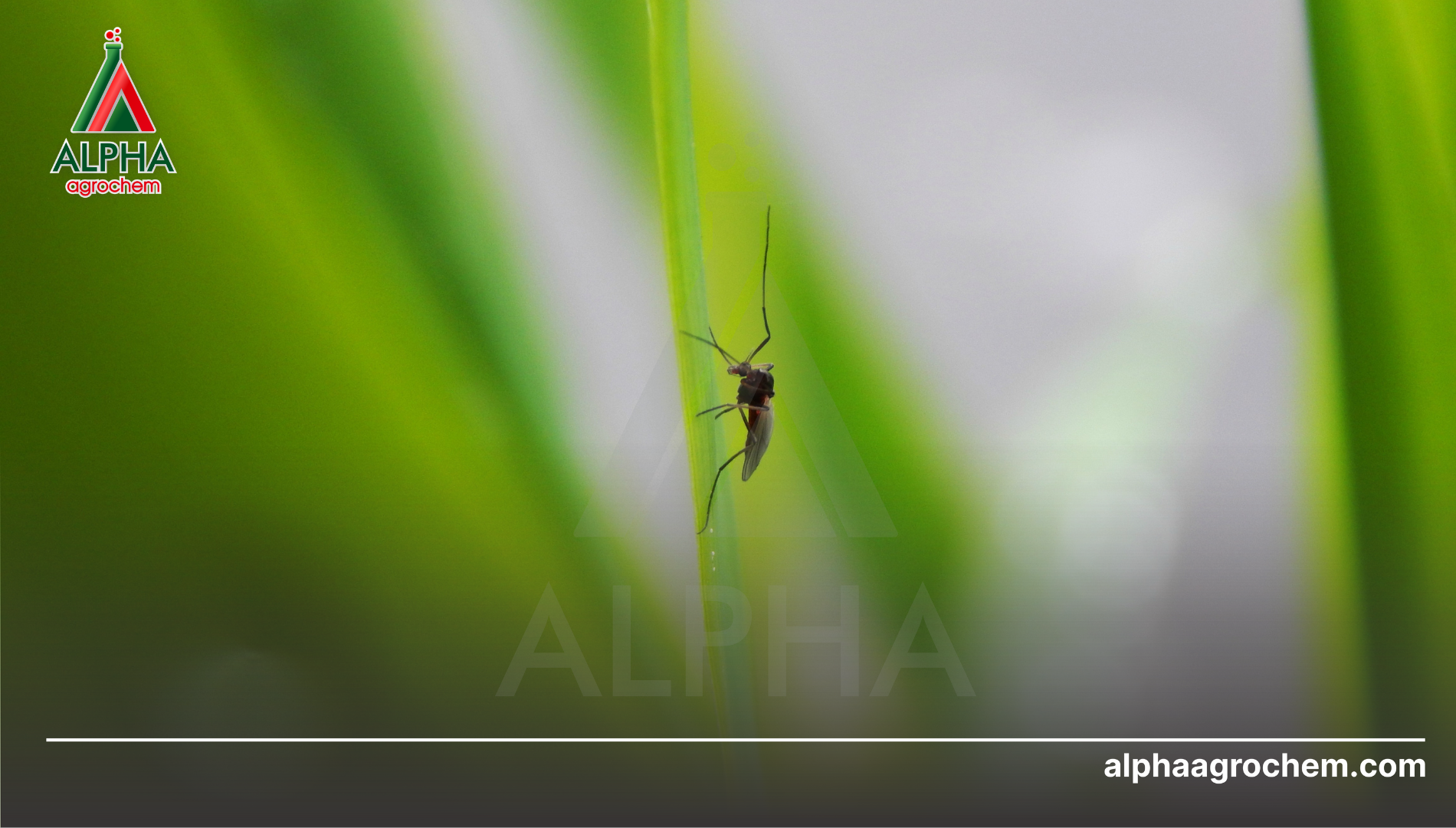 Câu hỏi thường gặp 