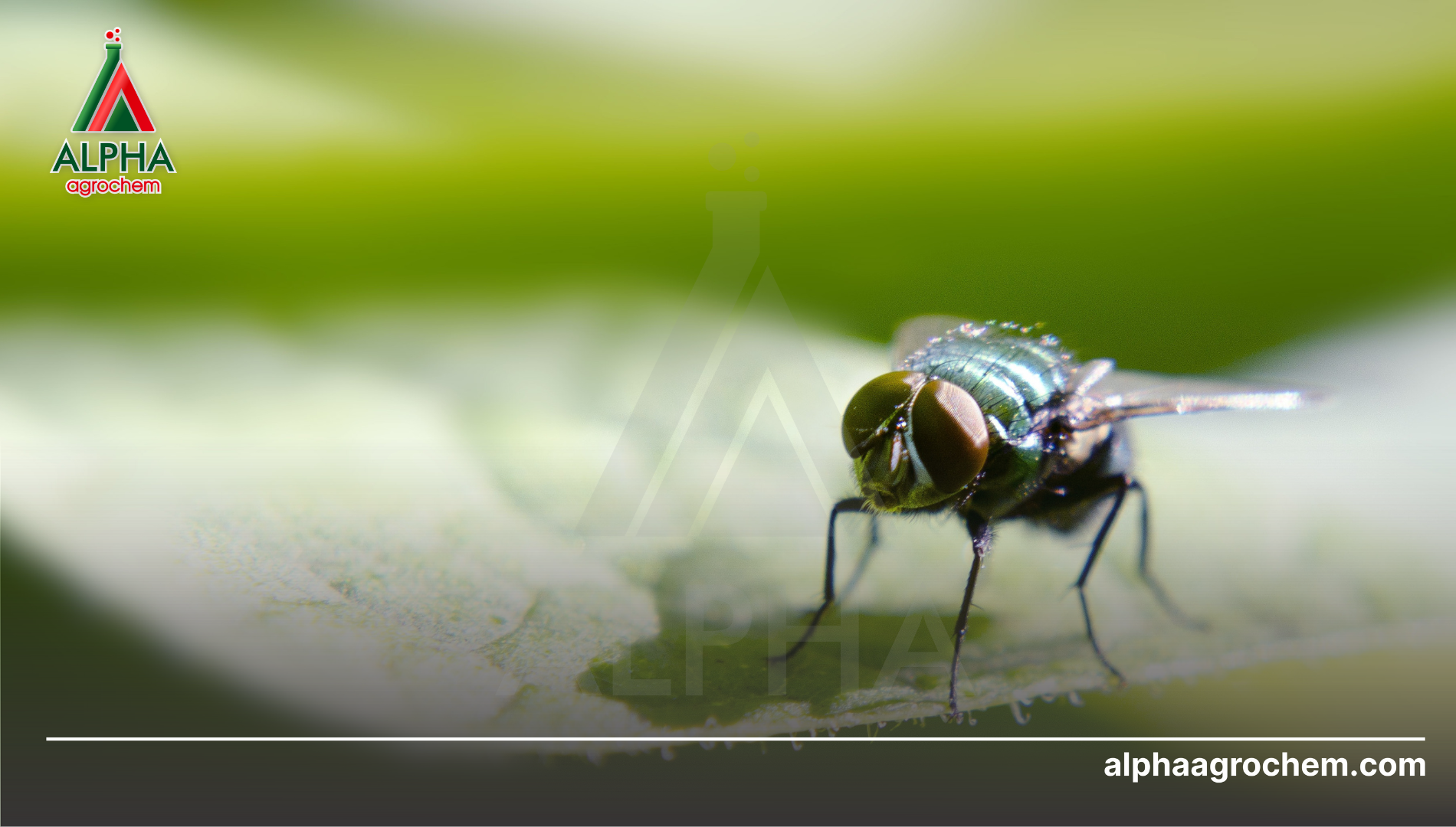 Câu hỏi thường gặp 