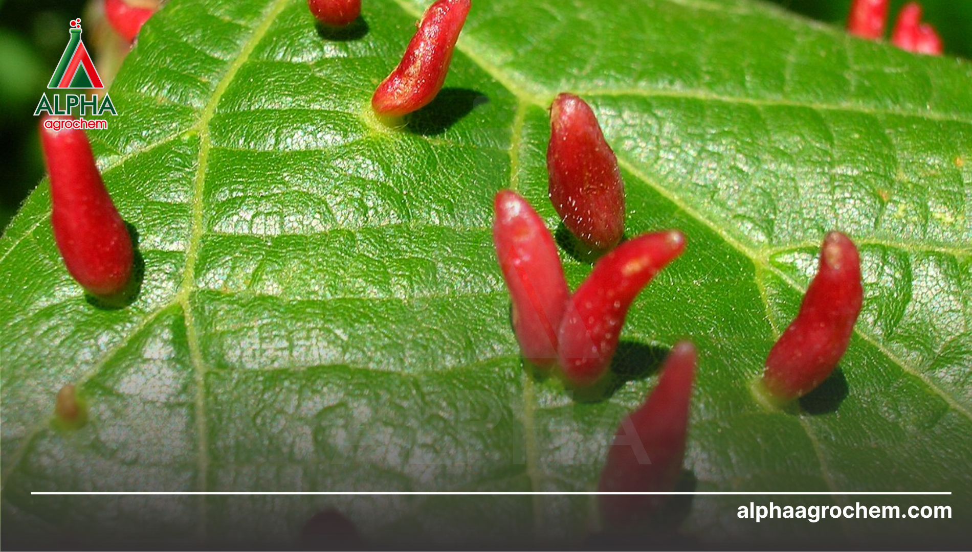 Câu hỏi thường gặp 