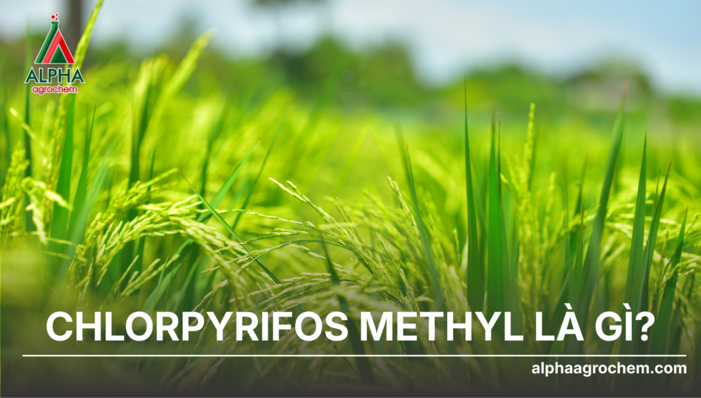 Chlorpyrifos Methyl