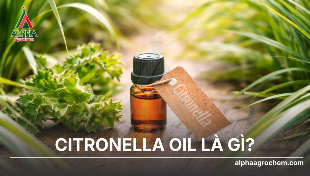 Citronella Oil