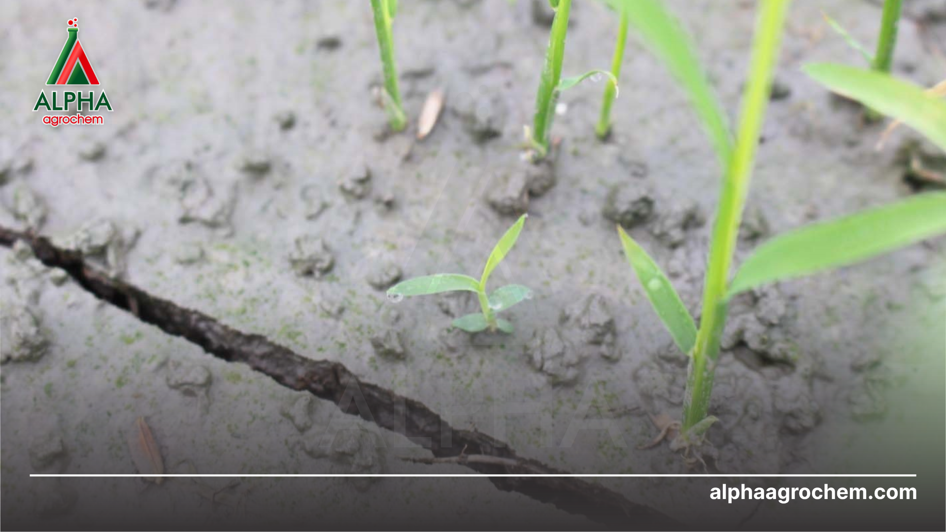 Cơ chế tác động của Bensulfuron-methyl