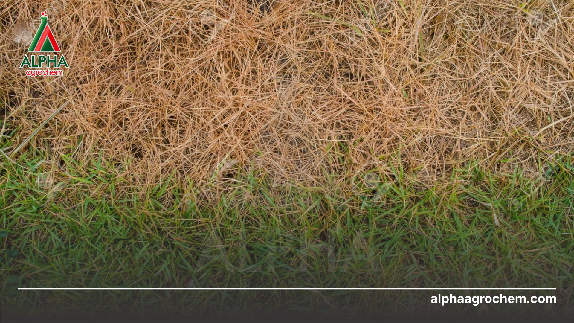 Công dụng Bensulfuron-methyl