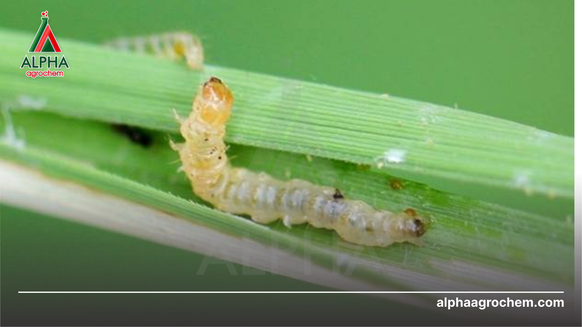 Công dụng Chlorantraniliprole