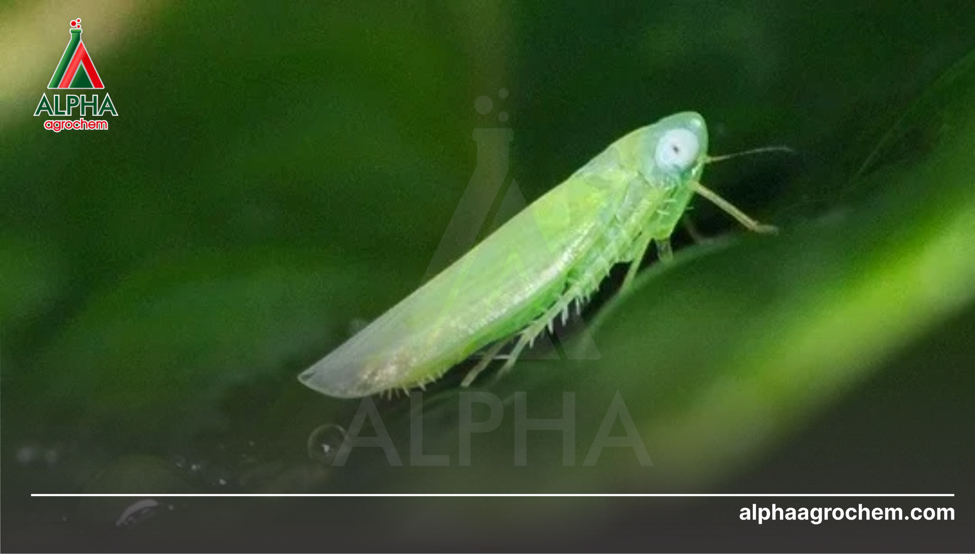 Công dụng của Azadirachtin
