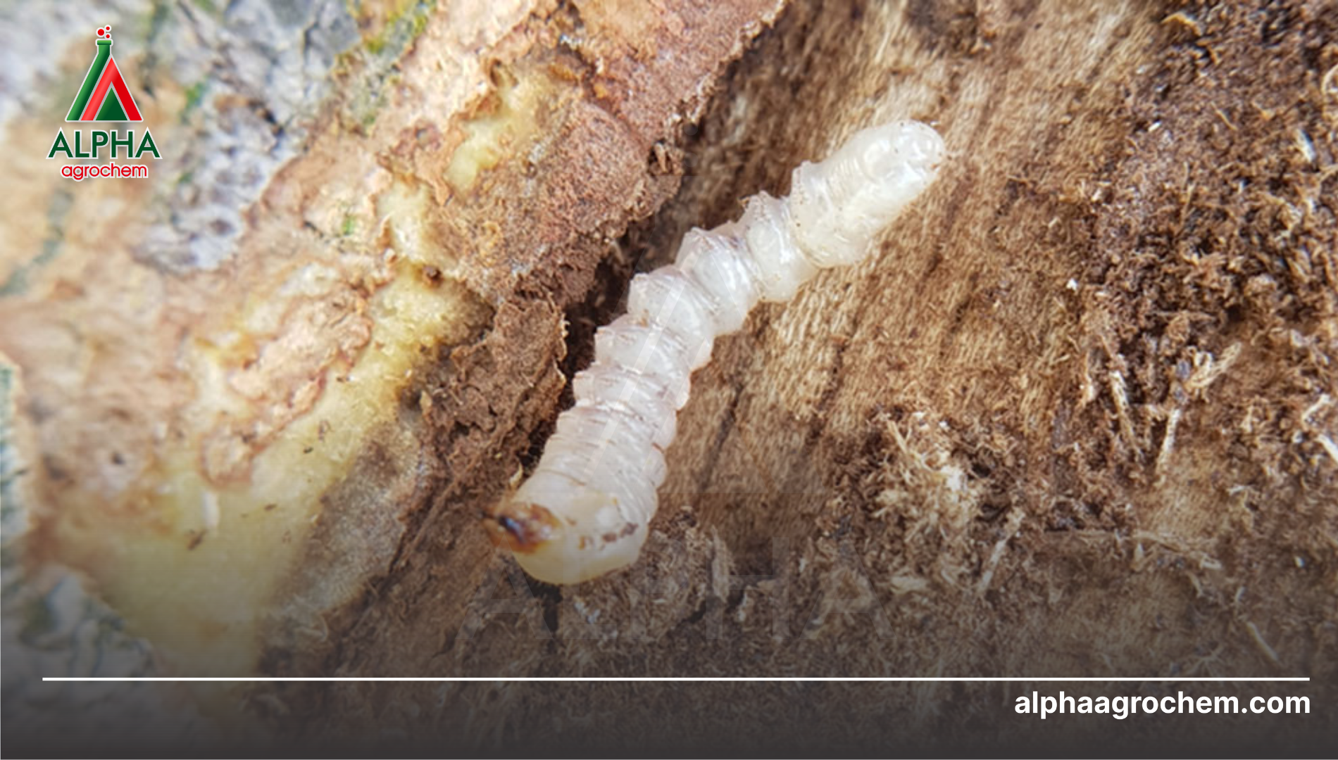 Công dụng của Beta-cyfluthrin