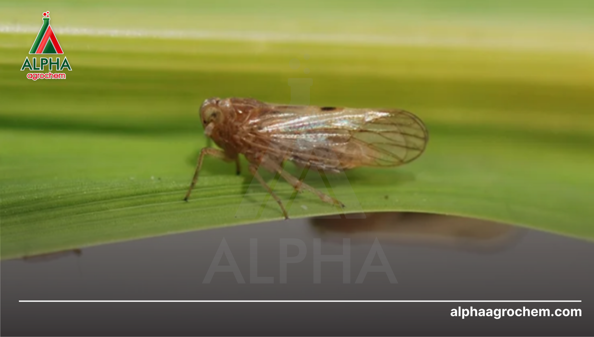 Công dụng của Bifenthrin