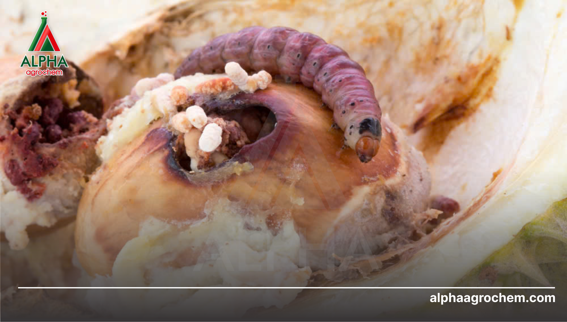 Công dụng của Chlorfluazuron