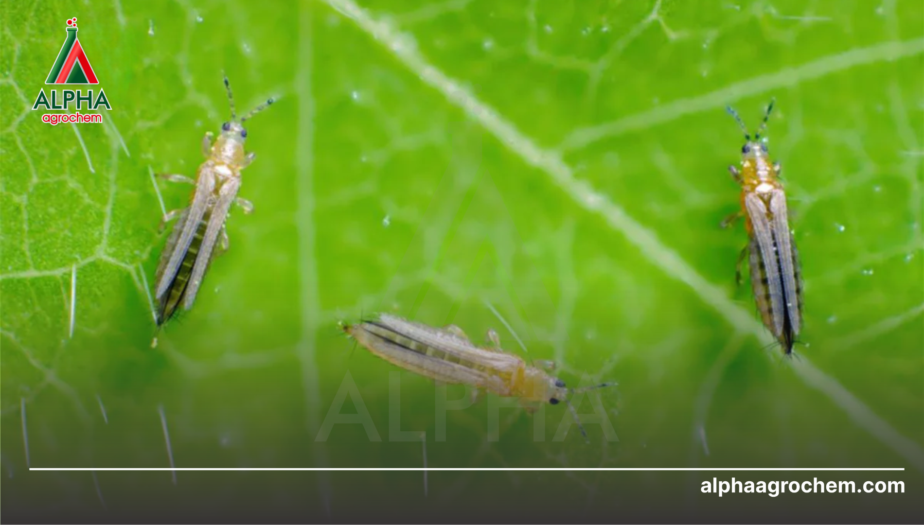 Công dụng của Chlorpyrifos Methyl
