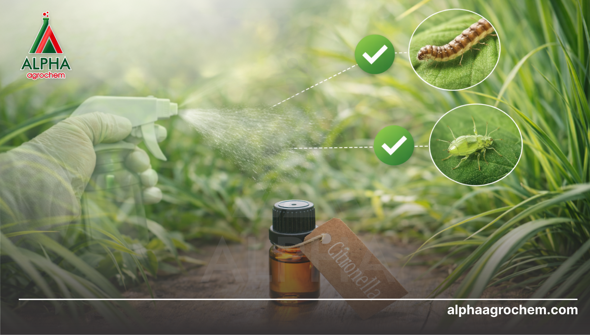 Công dụng của Citronella Oil trong nông nghiệp