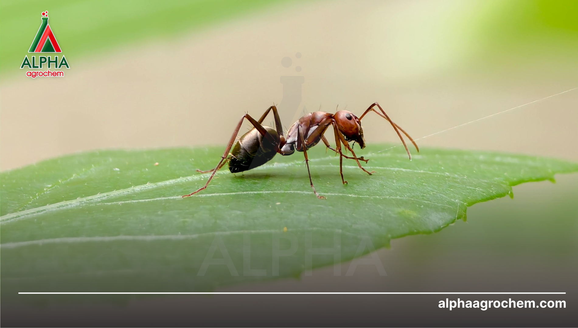 Công dụng của Cyphenothrin