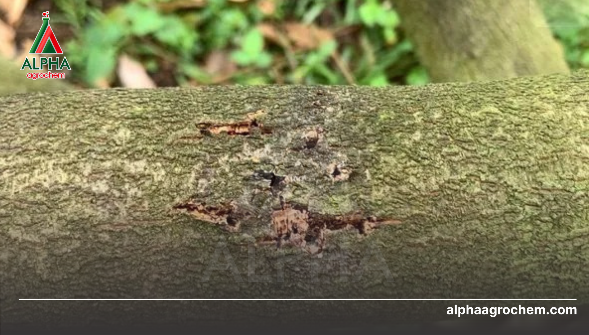 Công dụng của Dimethomorph