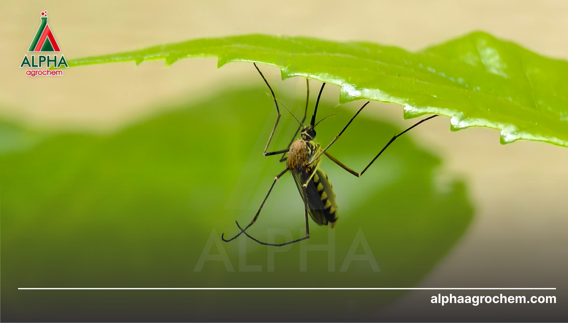 Công dụng của ESBIOTHRIN