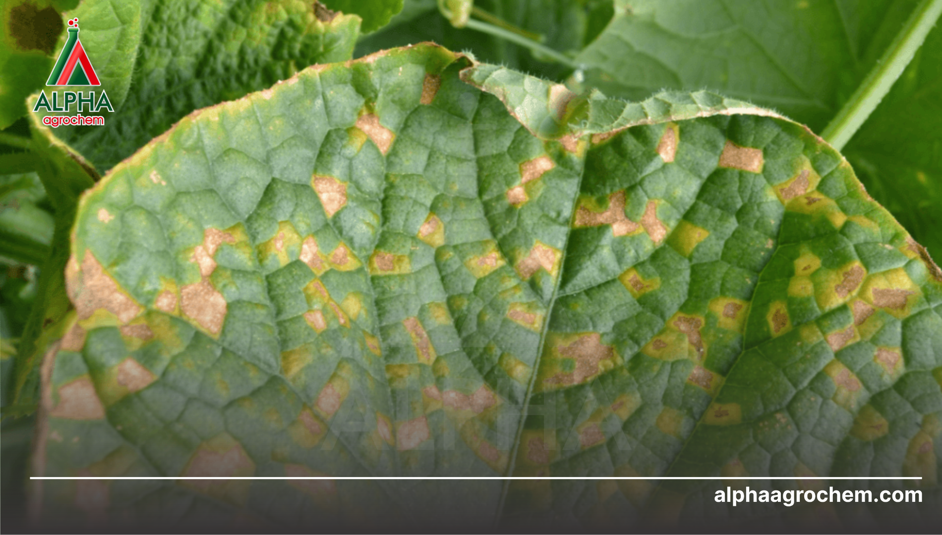 Công dụng của hoạt chất Fluazinam