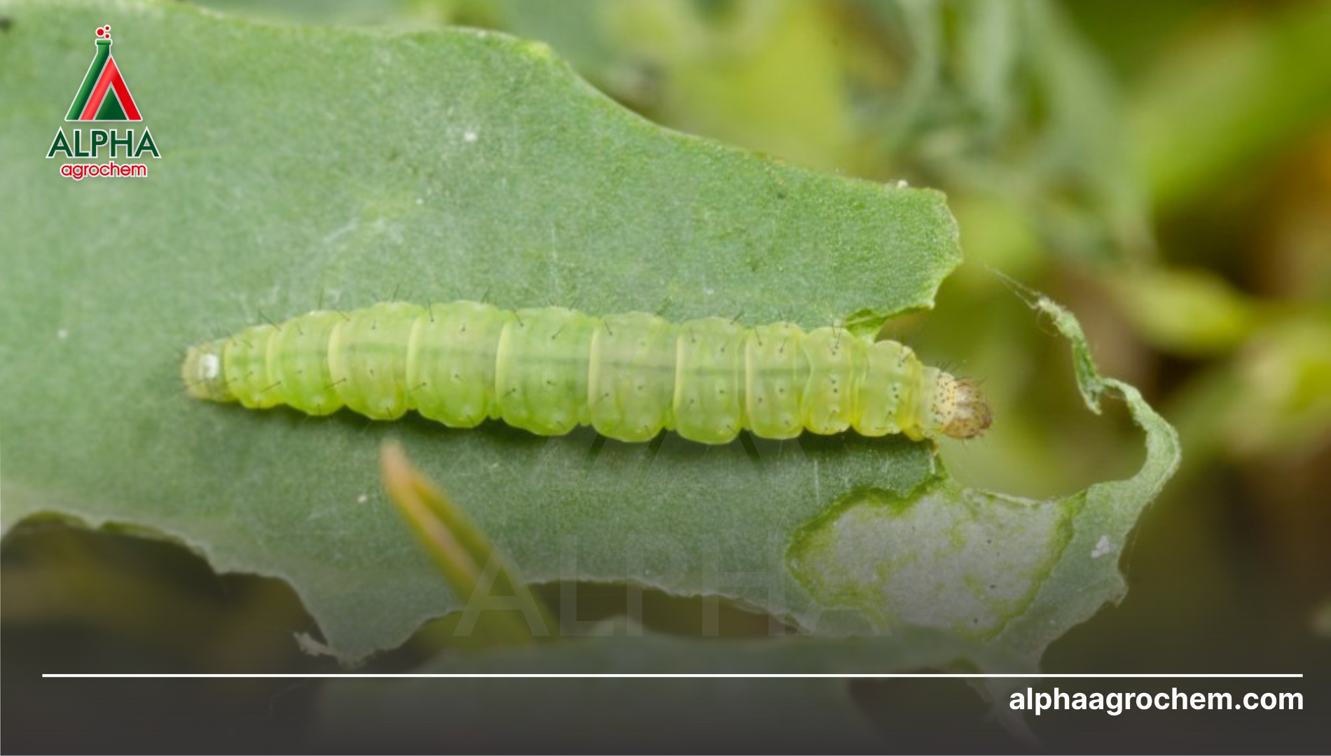 Công dụng của Flufenoxuron