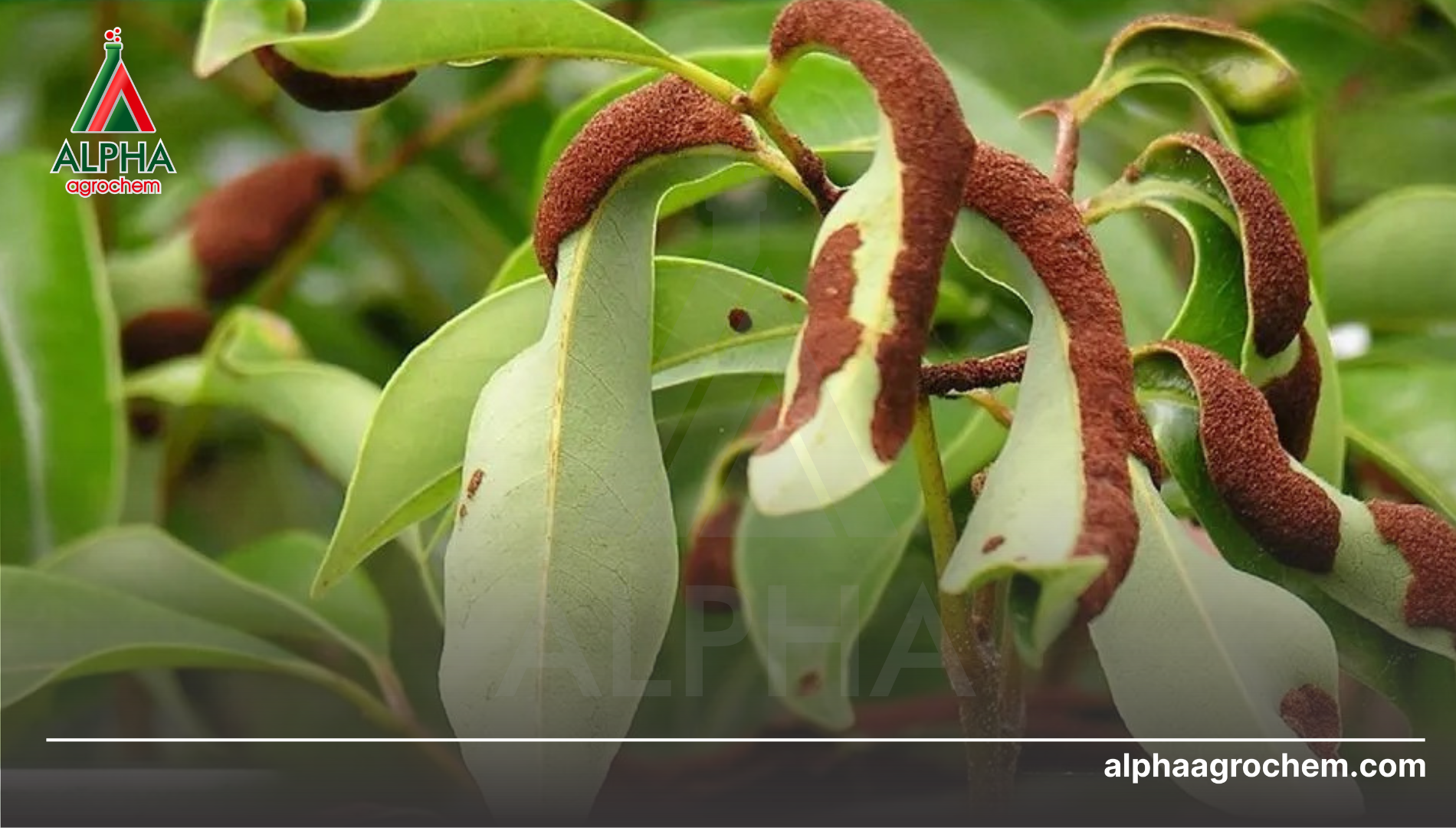 Công dụng của Hexythiazox