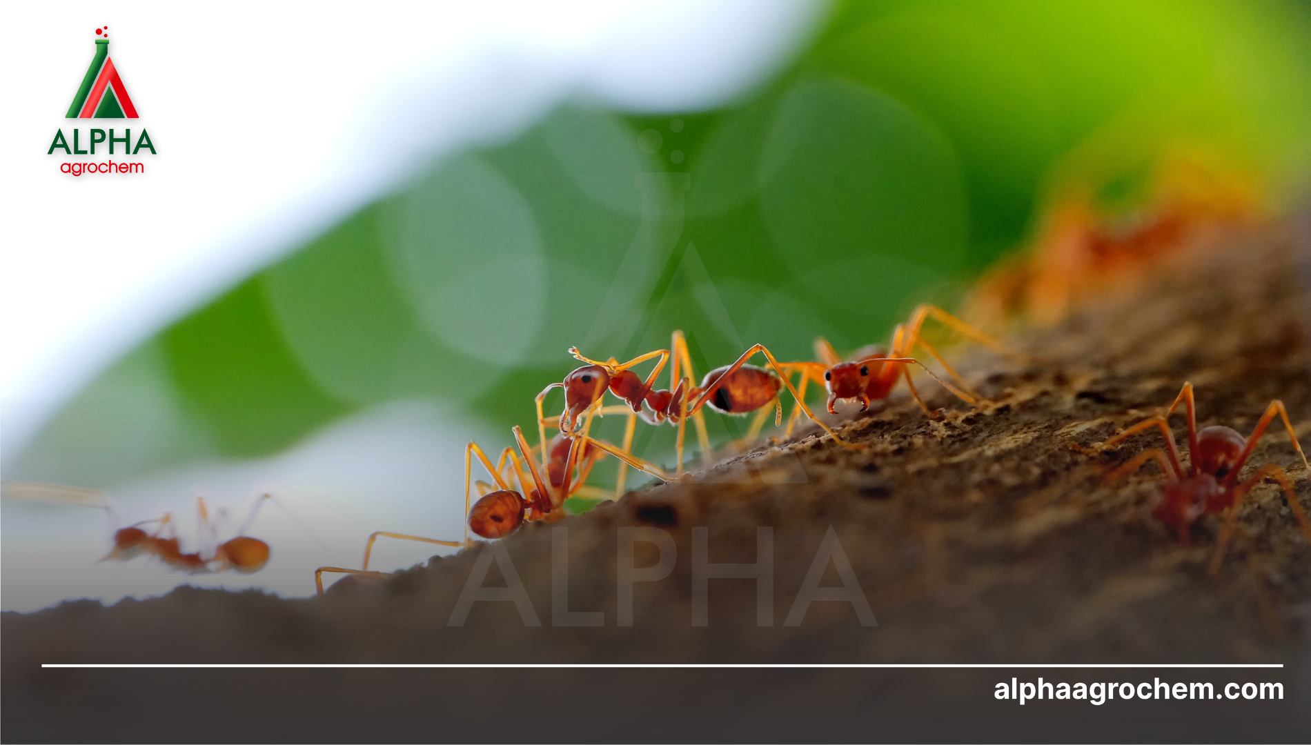 Ứng dụng của Imiprothrin