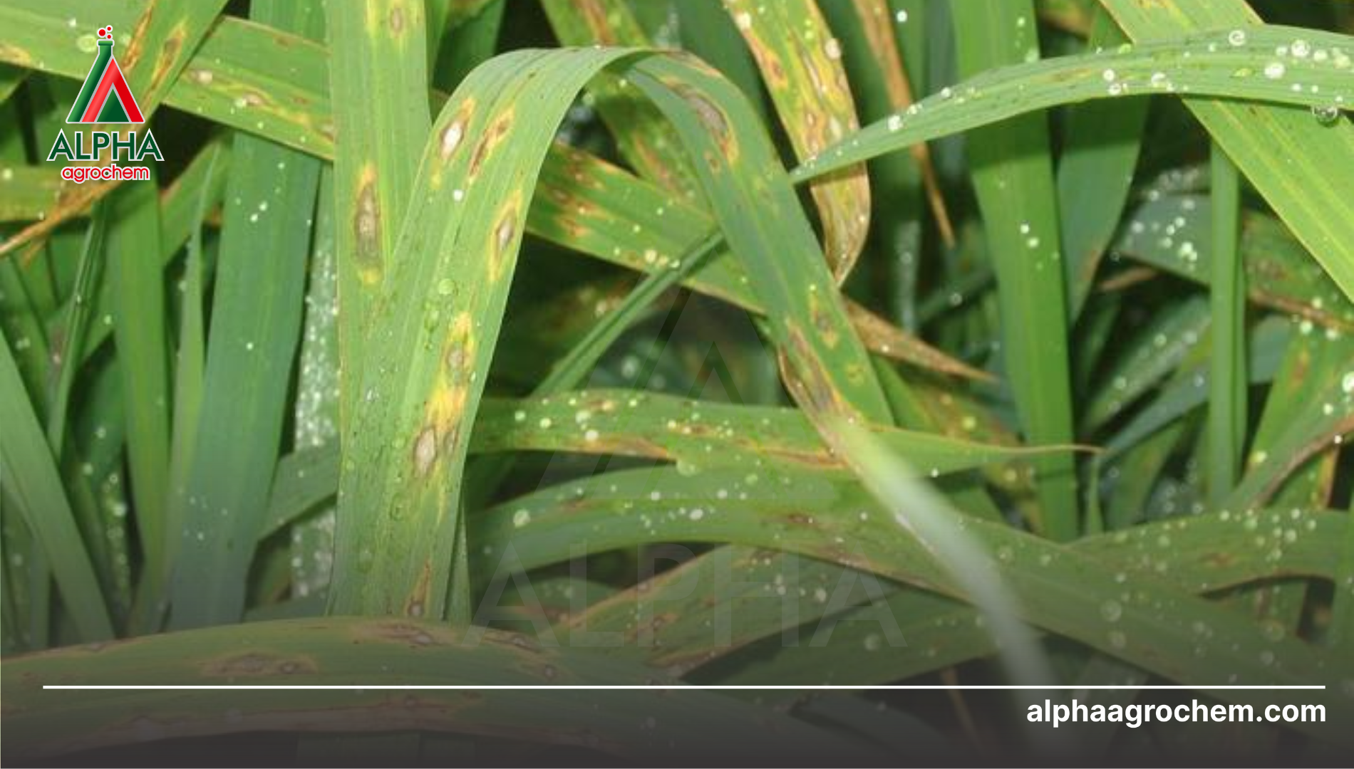 Công dụng của hoạt chất ISOPROTHIOLANE