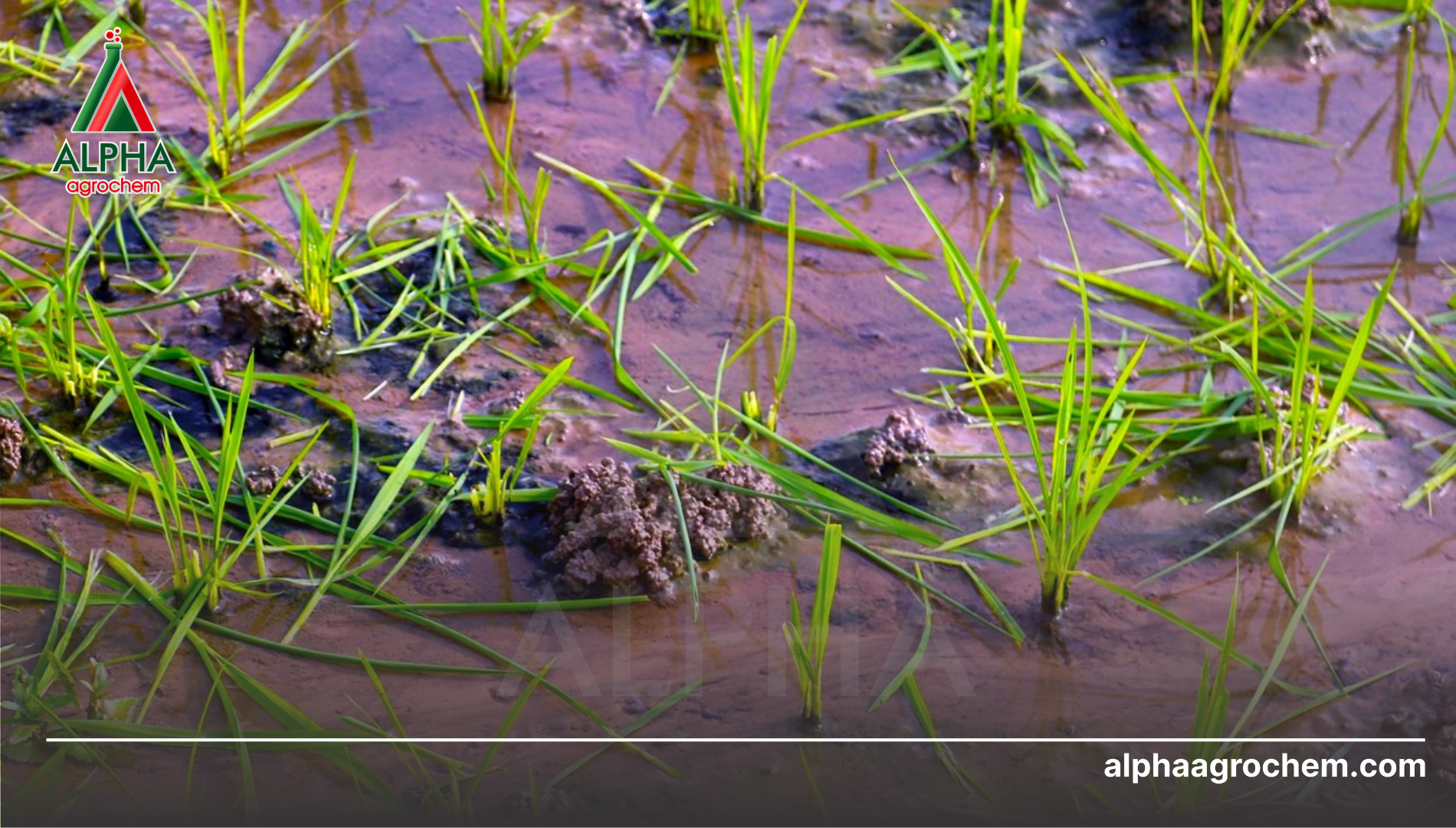 Công dụng của Metaldehyde