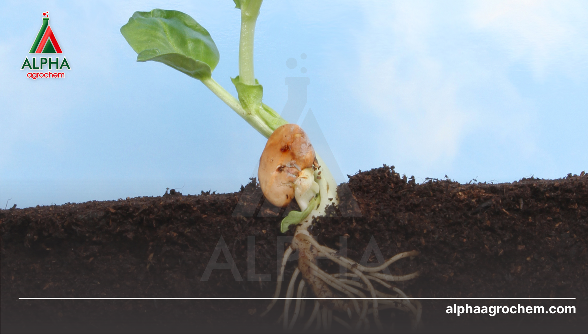Công dụng của nấm TRICHODERMA