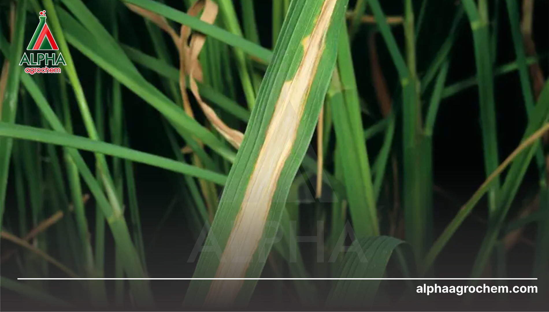 Công dụng của Oxolinic acid