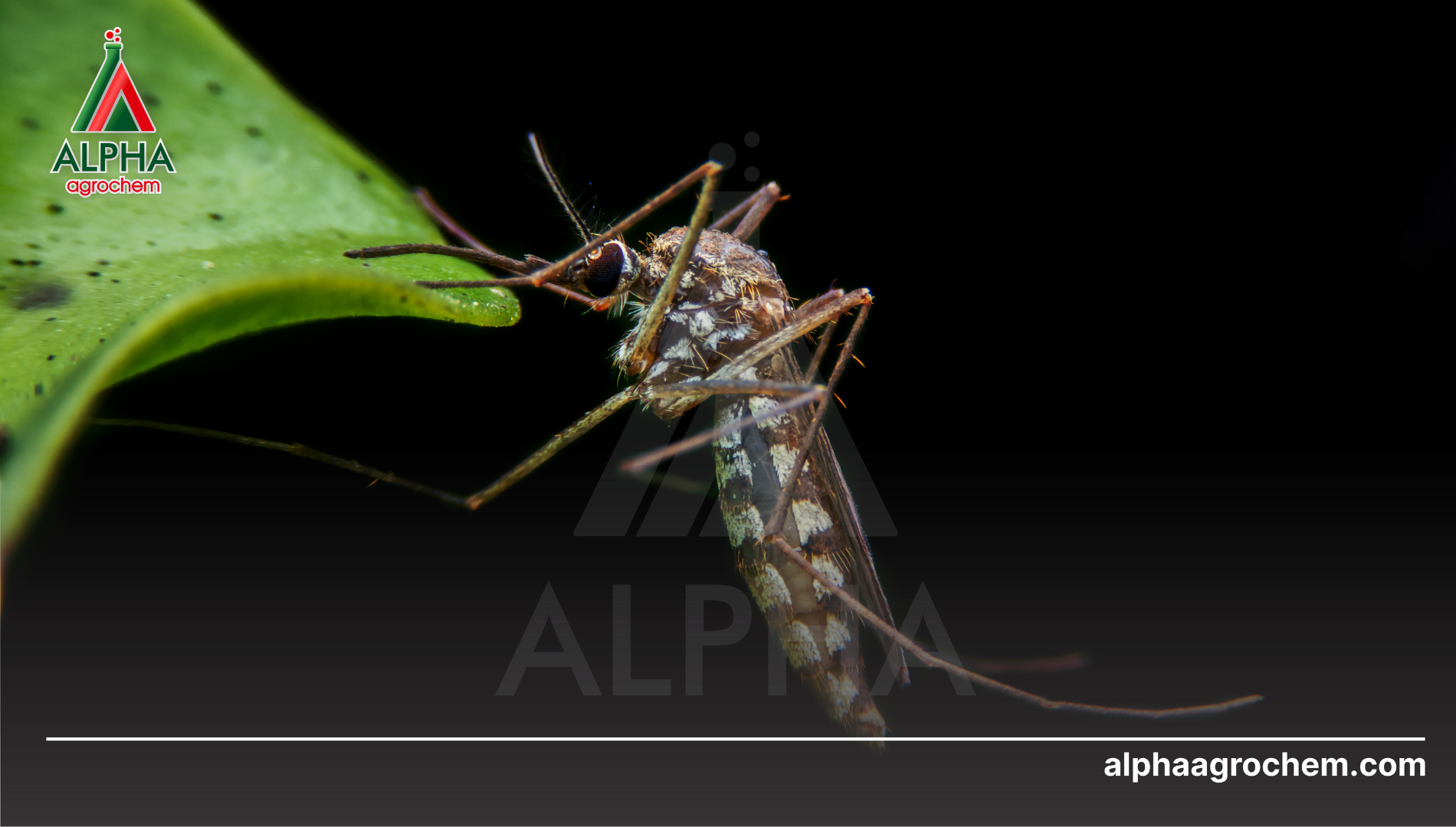 Công dụng và ứng dụng của Piperonyl butoxide (PBO)