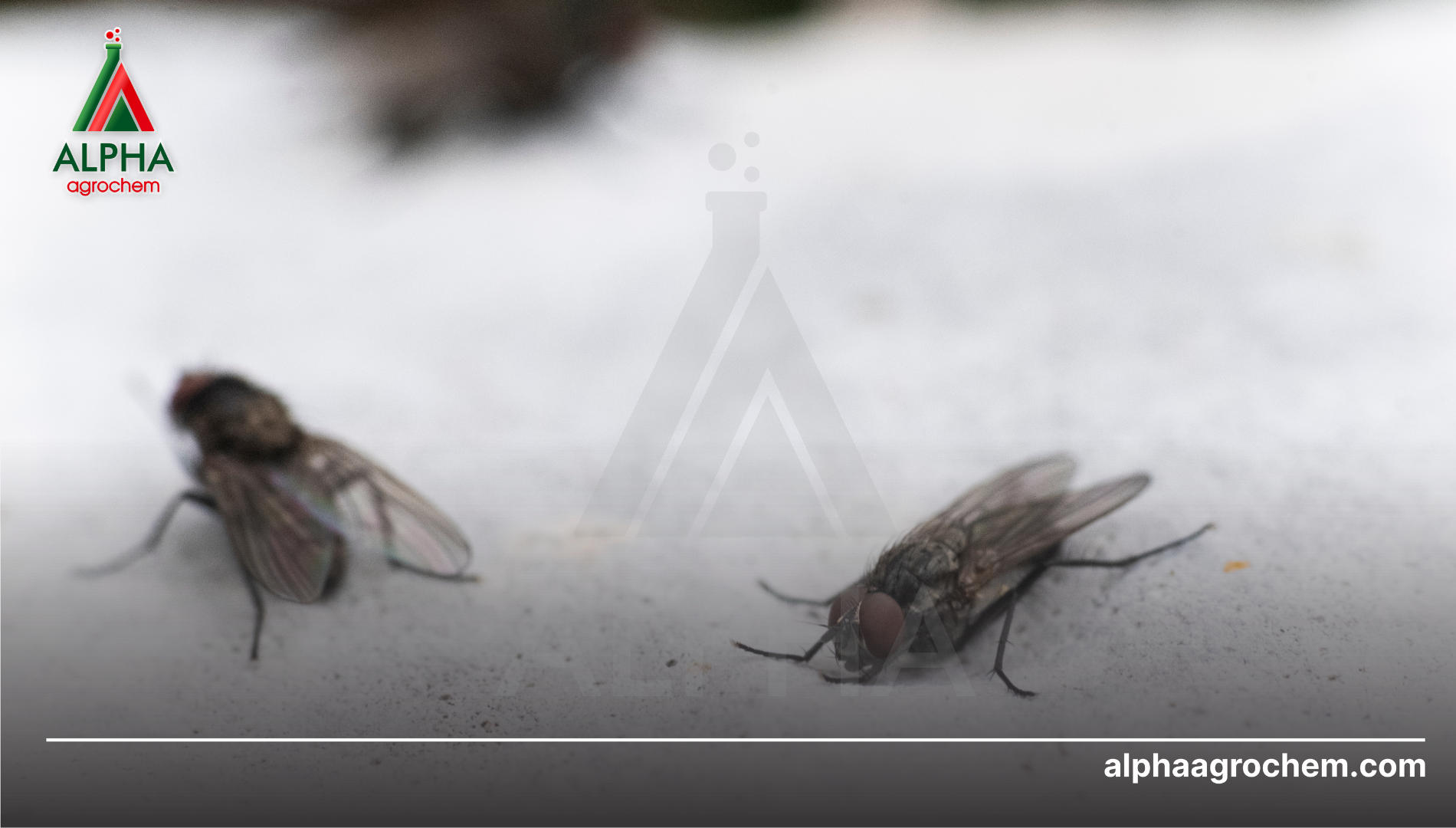 Công dụng chính của Pirimiphos-methyl