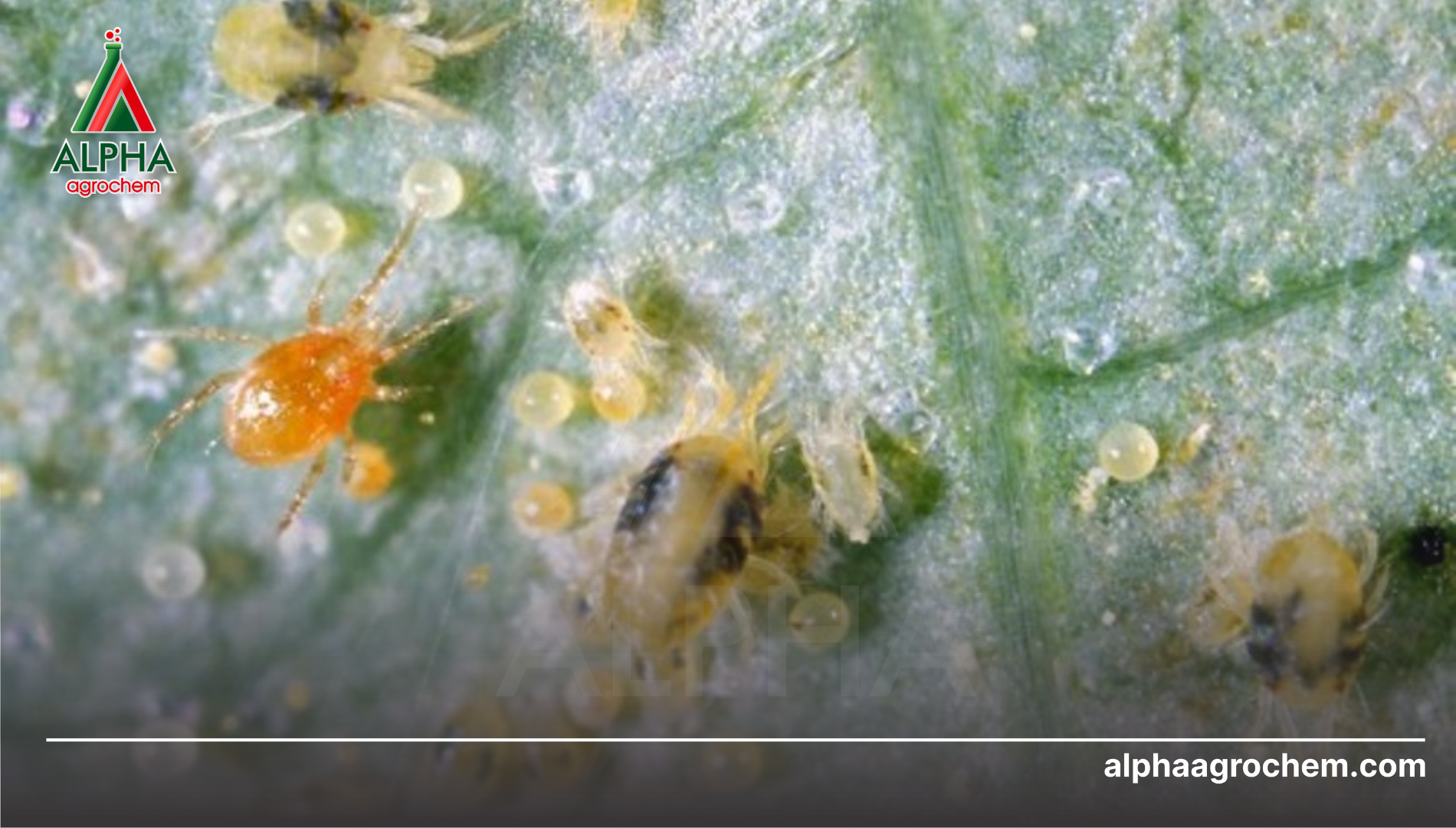 Công dụng của Pyridaben