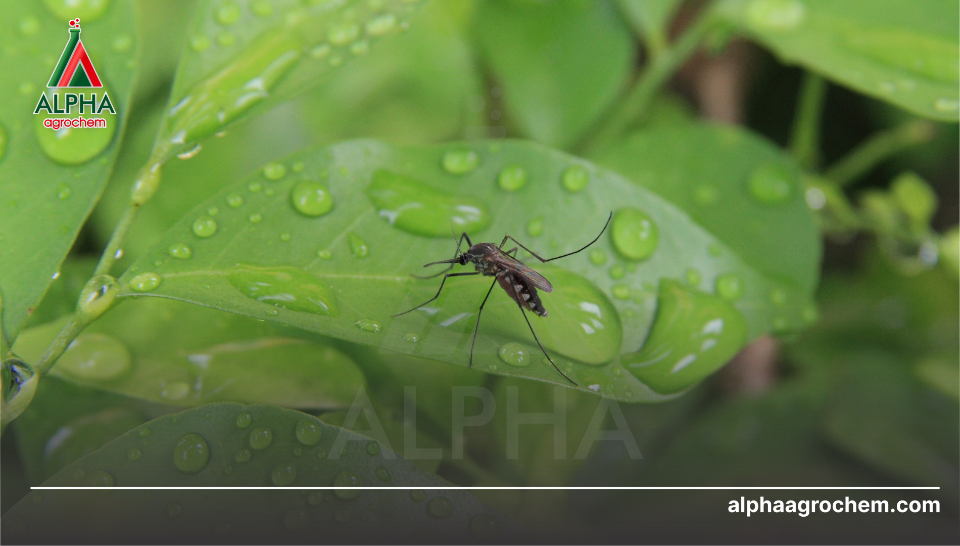 Công dụng của Pyriproxyfen