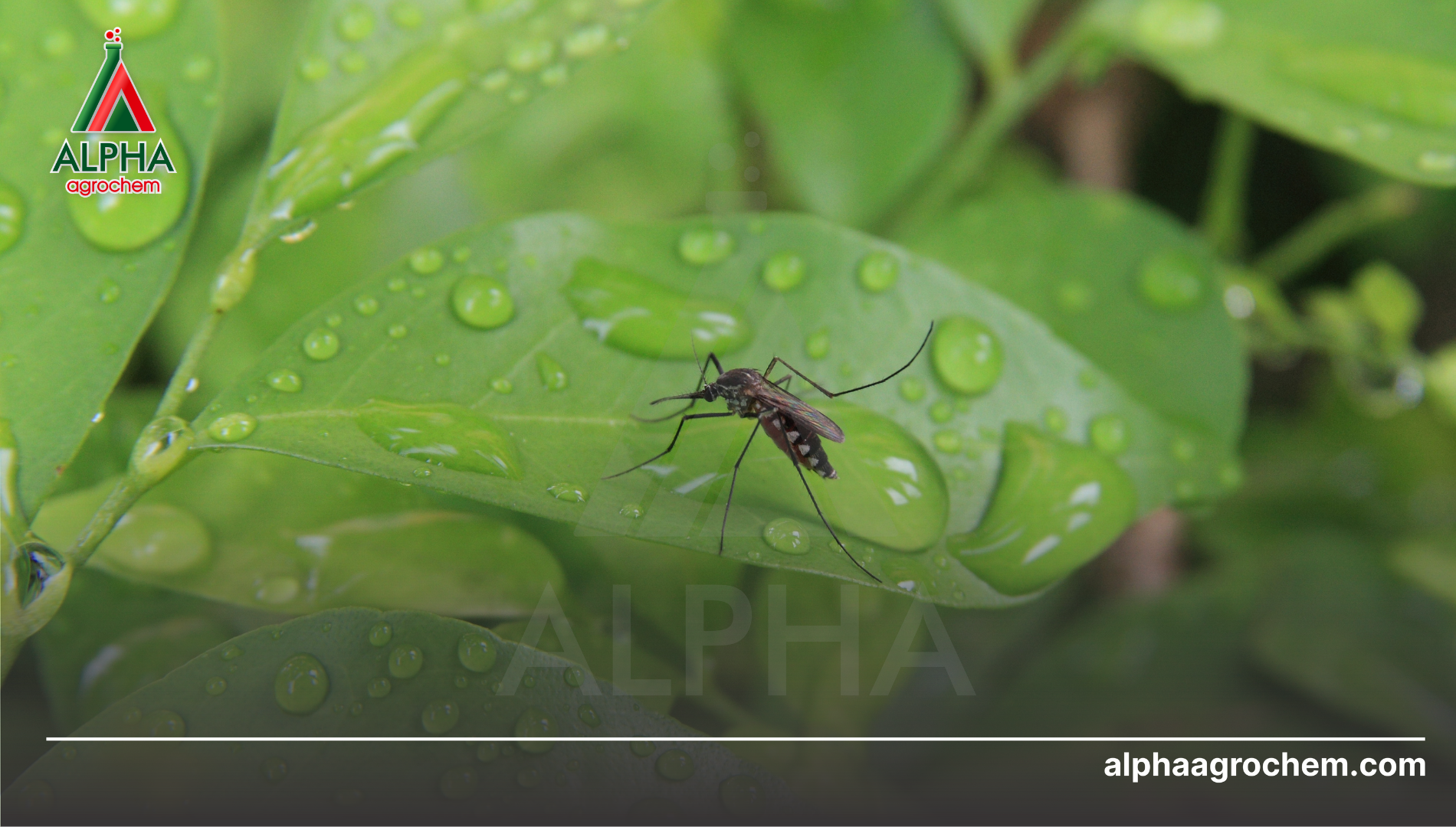 Công dụng của S-Bioallethrin