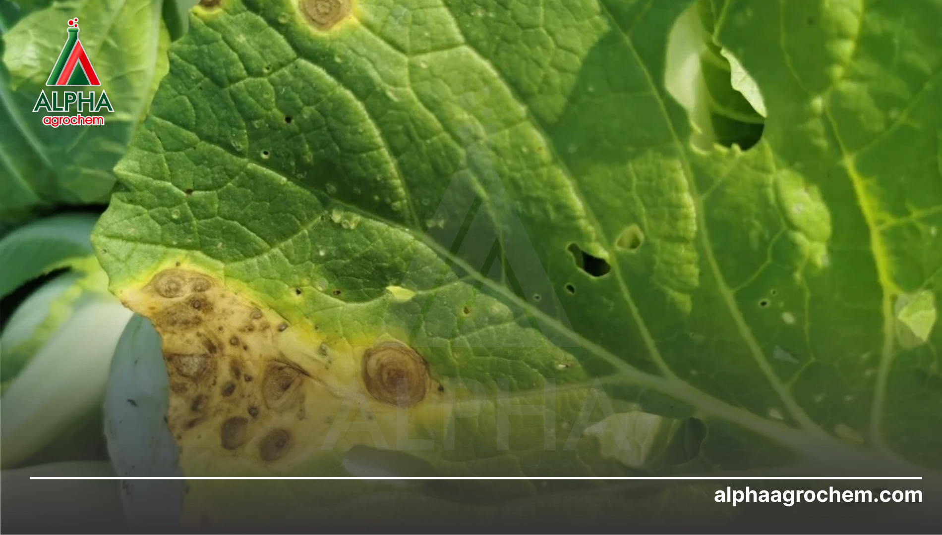 Công dụng của Streptomycin sulfate