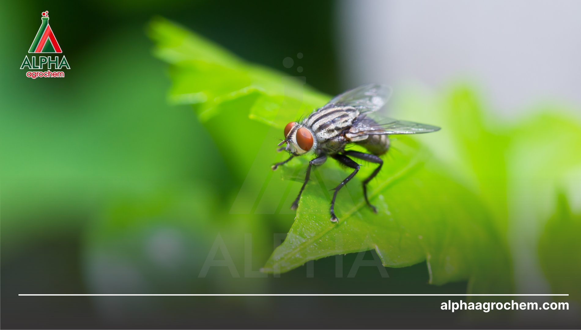 Công dụng của Tetramethrin