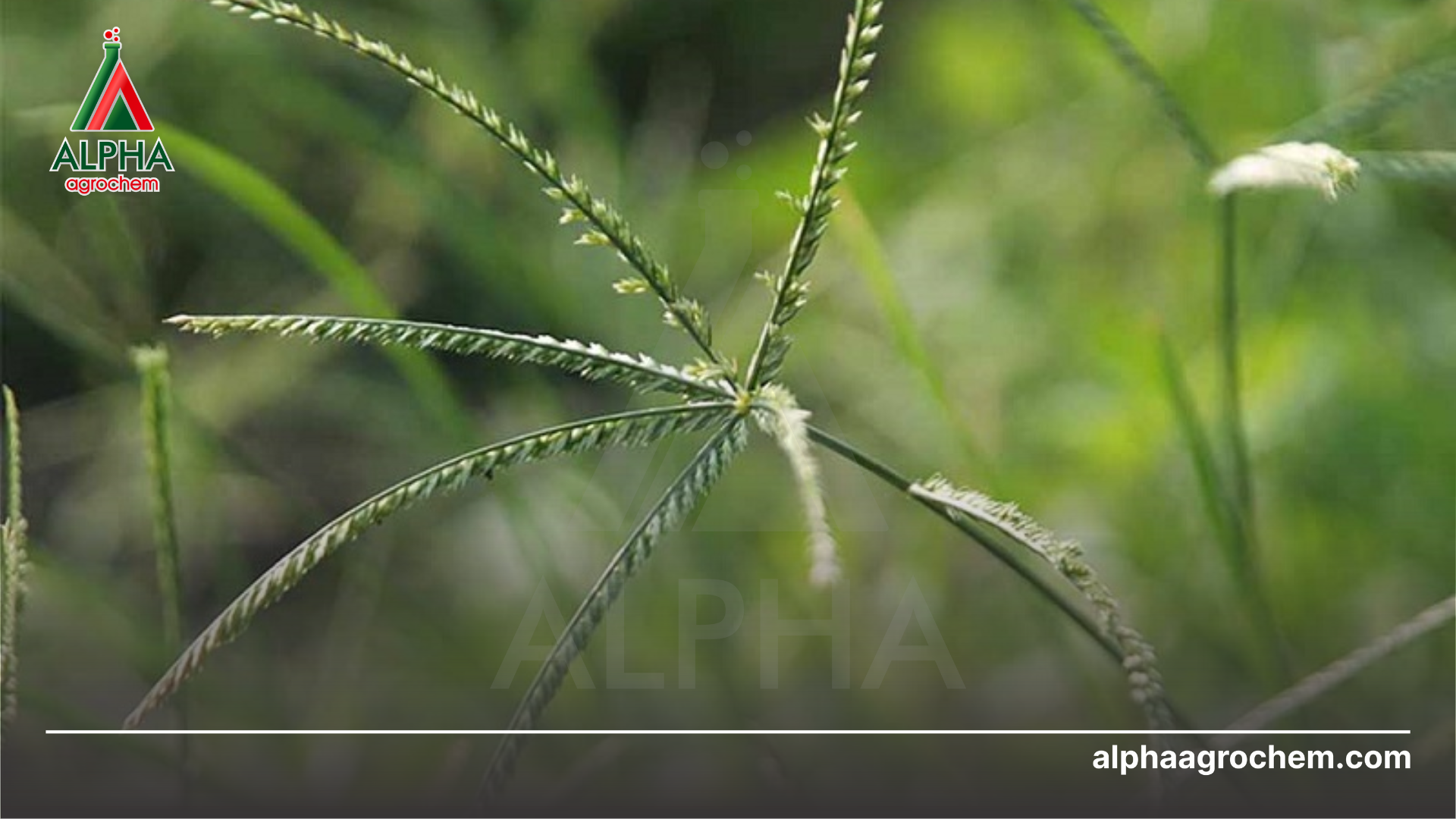 Công dụng của Diquat dibromide