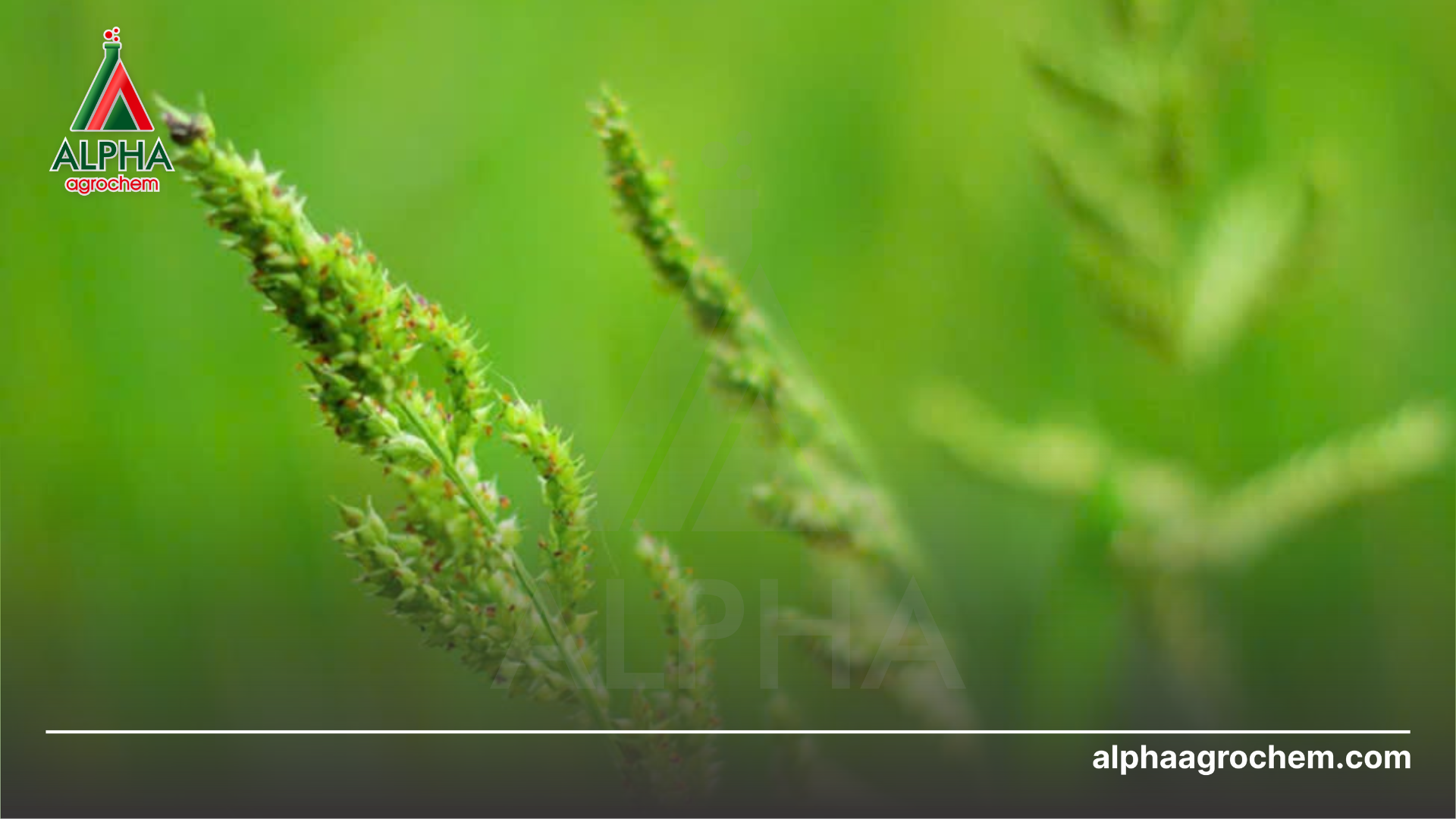 Công dụng của Mefenacet