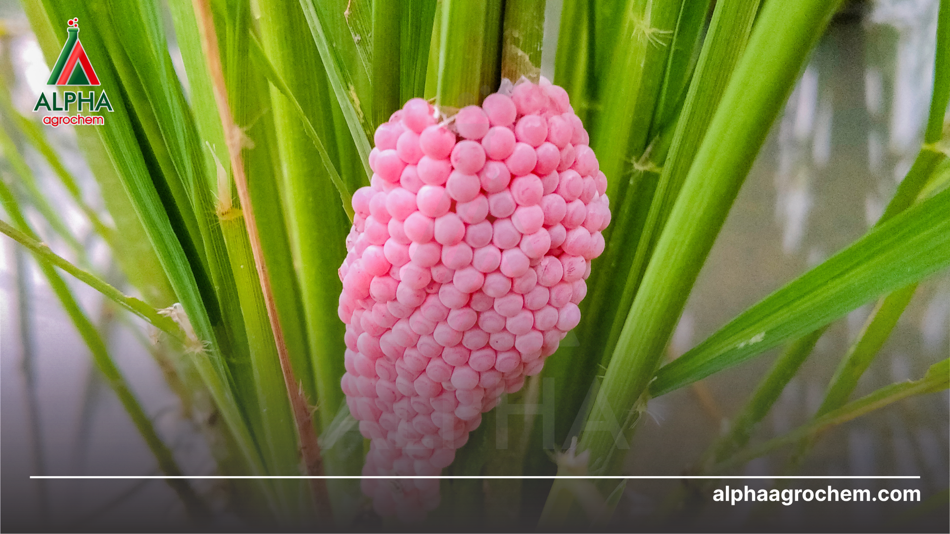 Công dụng của Niclosamide olamine