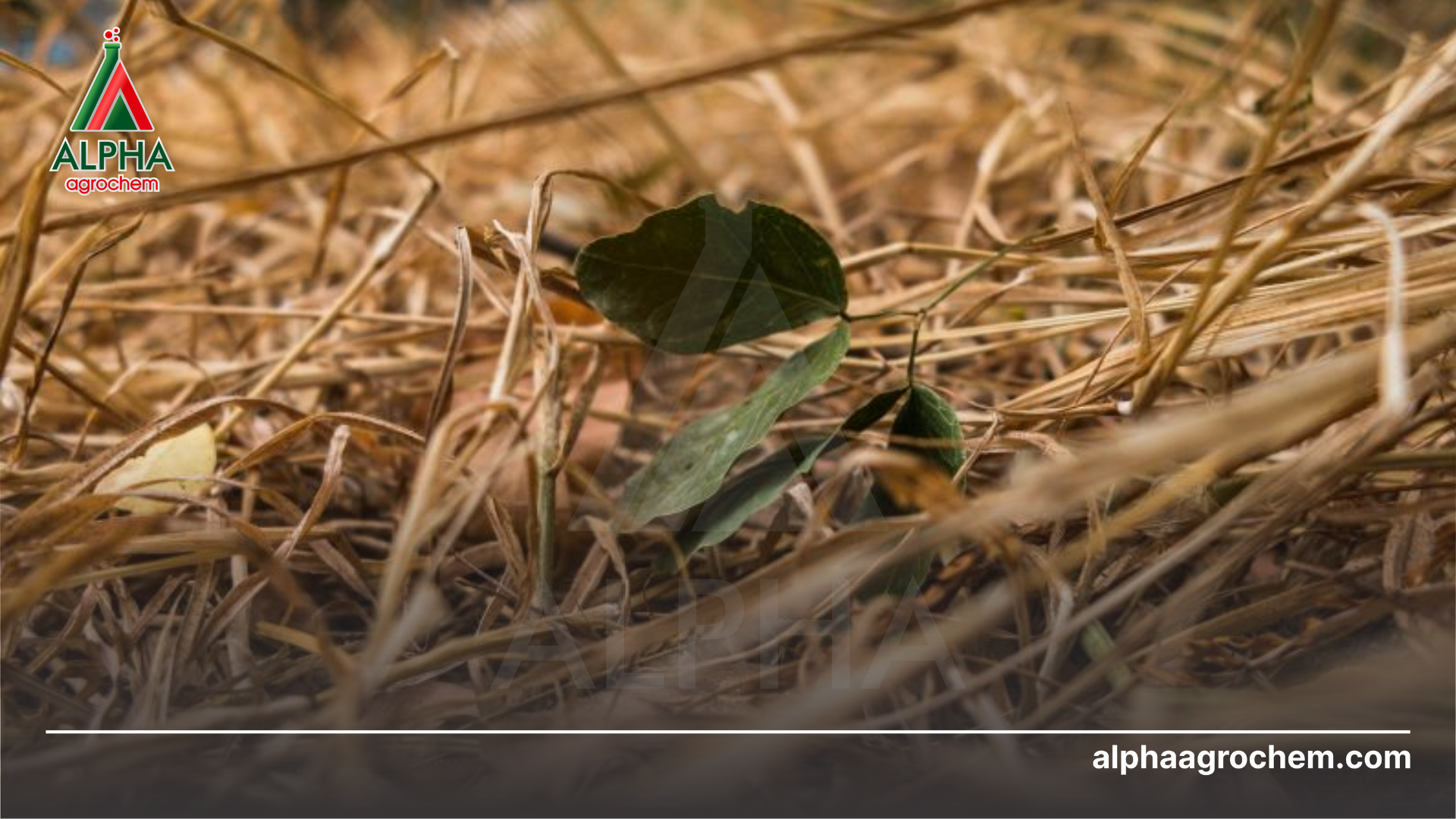 Công dụng nổi bật của Oxadiazon