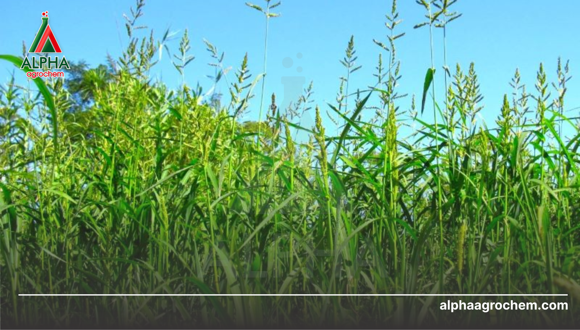 Công dụng và ứng dụng của Bentazone