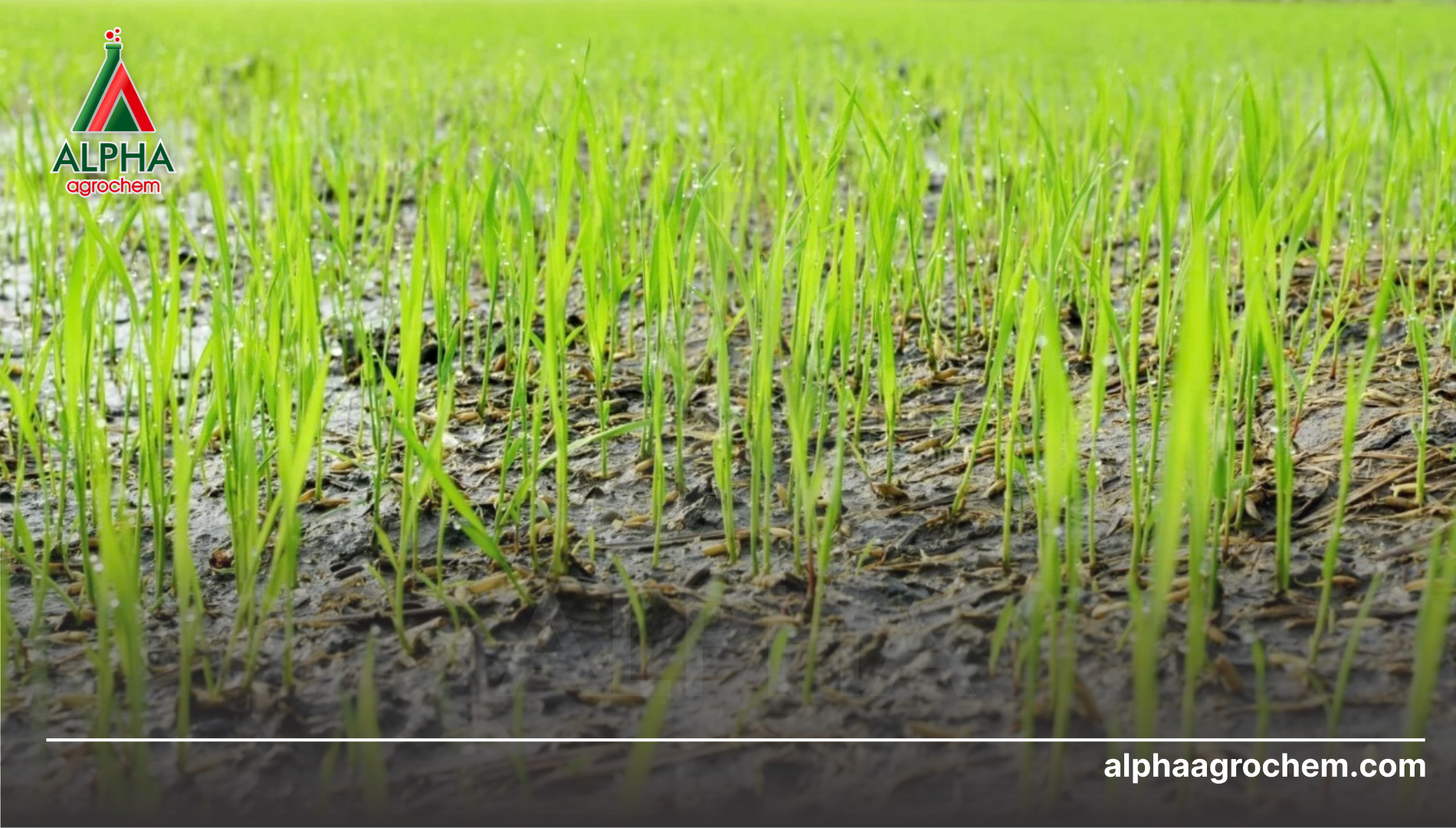 Công dụng và phạm vi kiểm soát của Butachlor