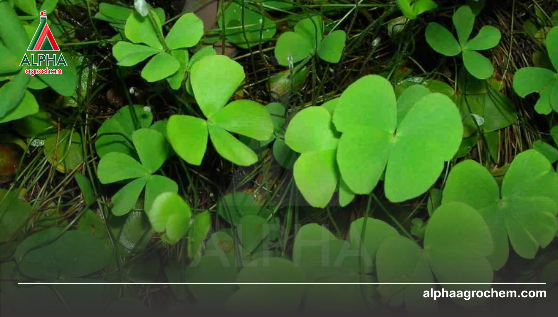 Công dụng và phổ kiểm soát của Nicosulfuron