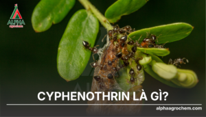 Cyphenothrin