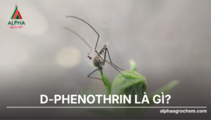 D-Phenothrin