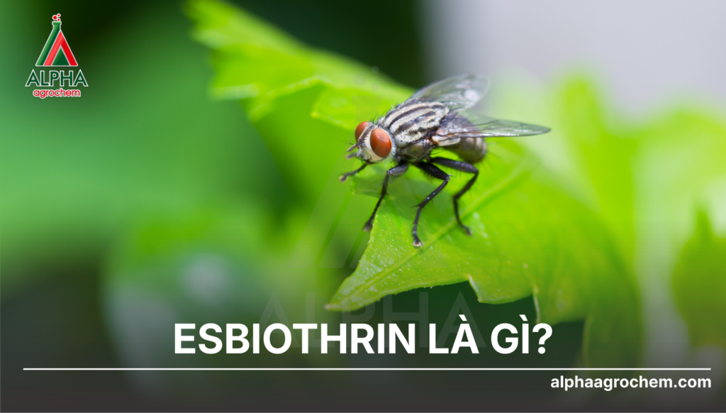 ESBIOTHRIN
